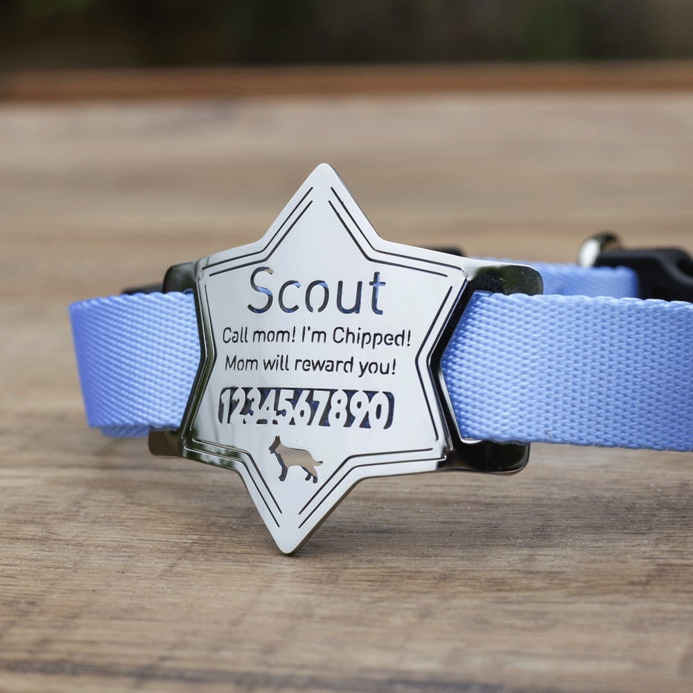 Badge-Slide-On-Pet-ID-Tag-on-the-collar