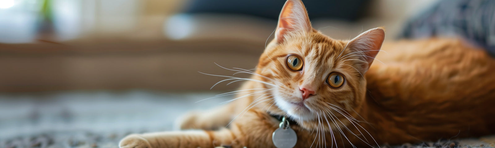 tags-for-cat-collection-taglec