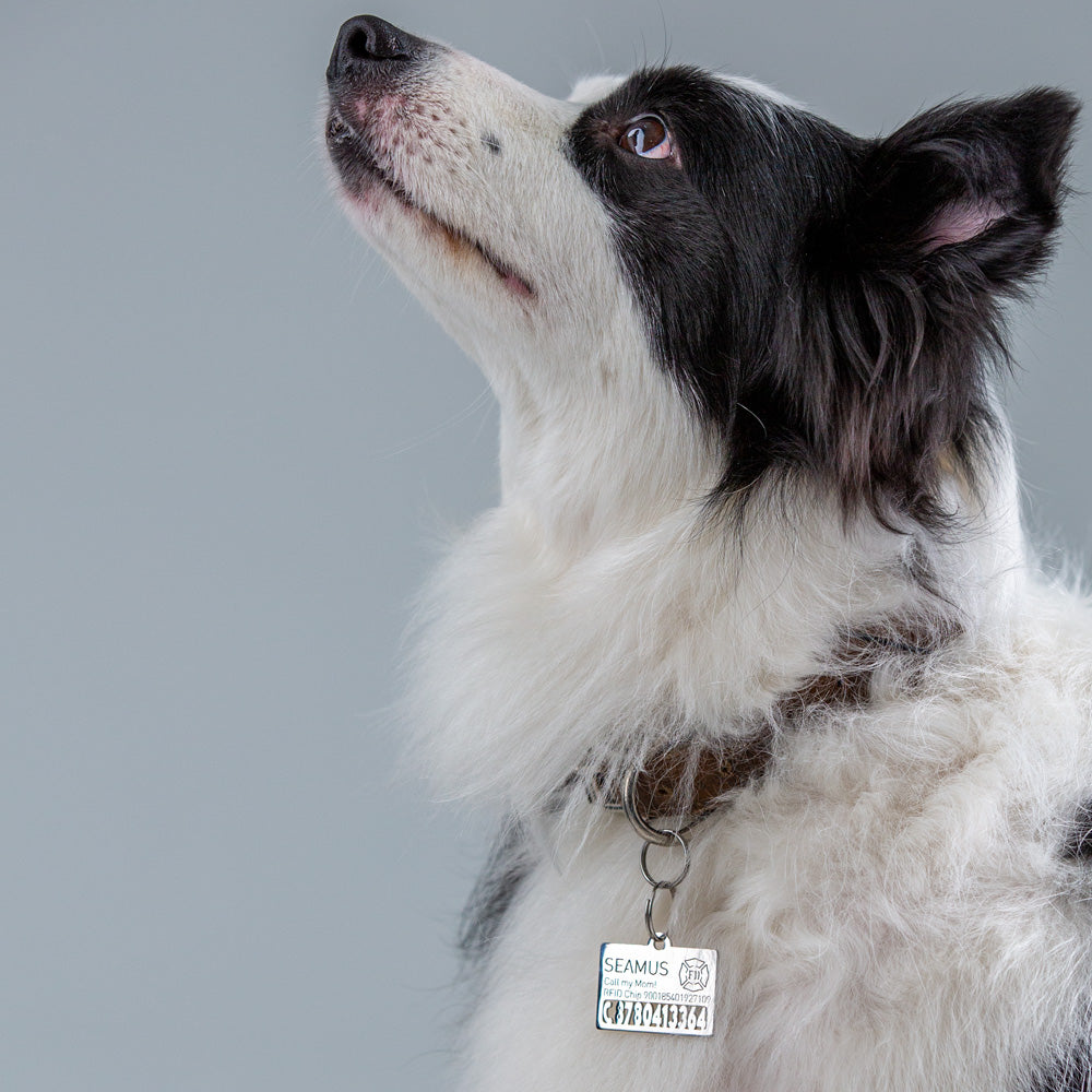 Australian-Shepherd-with-hollow-tag