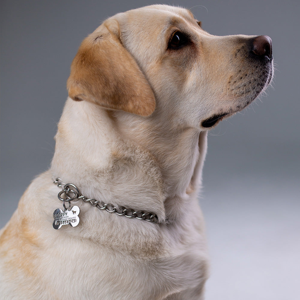 labrador-with-bone-shape-hollow-tag